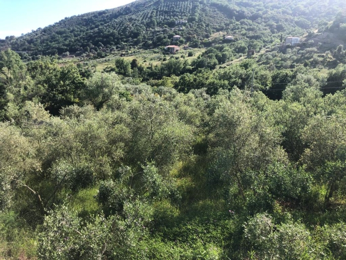 Villa-allo-stato-grezzo-con-uliveto-nuova-costruzione (8)