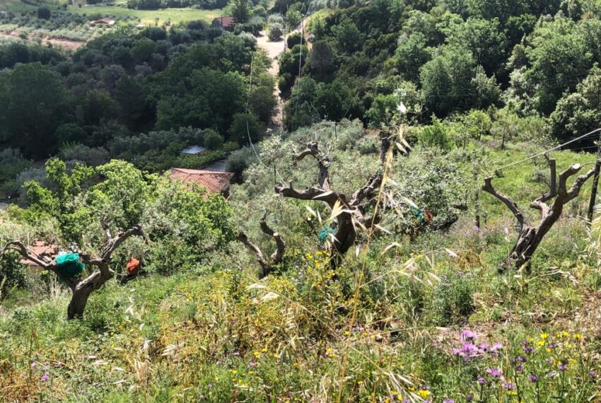 terreno-con-uliveto-e-piccolo-rudere-in-vendita (4)