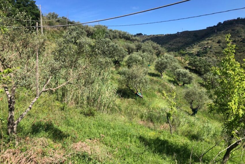 terreno-con-uliveto-e-piccolo-rudere-in-vendita (7)