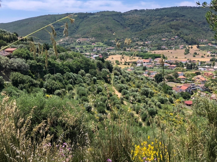 Castellabate-località-Caprarizzo-terreno-con-uliveto-e-vista-mare (1)
