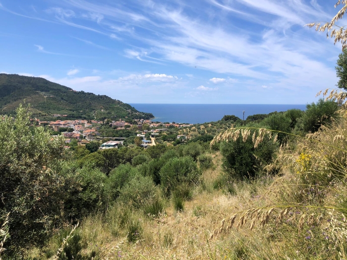 Castellabate-località-Caprarizzo-terreno-con-uliveto-e-vista-mare (2)