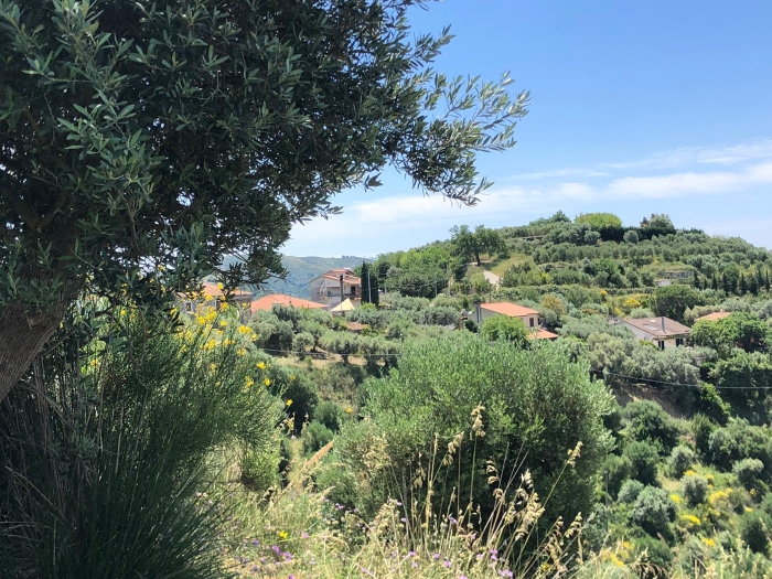 Castellabate-località-Caprarizzo-terreno-con-uliveto-e-vista-mare (3)