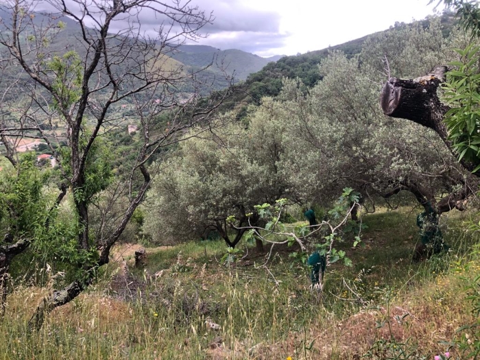 rudere-in-vendita-contrada-difesa-con-terreno (10)