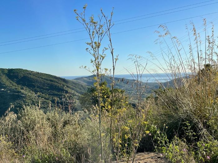 Ruderi-con-terreno-coltivato-a-uliveto-in-vendita-a-Perdifumo (3)