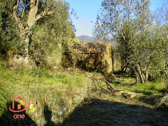 Casale-di-campagna-con-uliveto-in-vendita-a-Ogliastro-Marina (11)