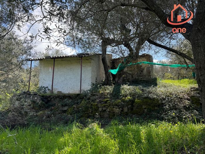 casale-con-terreno-panoramico-uliveto-vatolla-perdifumo (12)