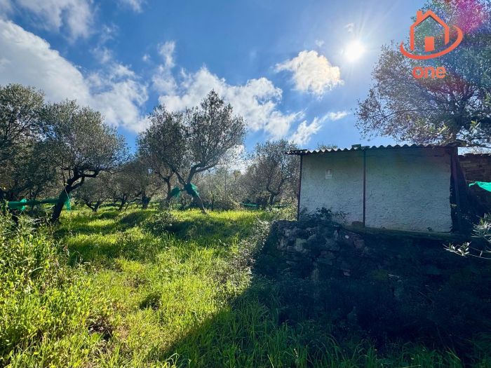 casale-con-terreno-panoramico-uliveto-vatolla-perdifumo (14)