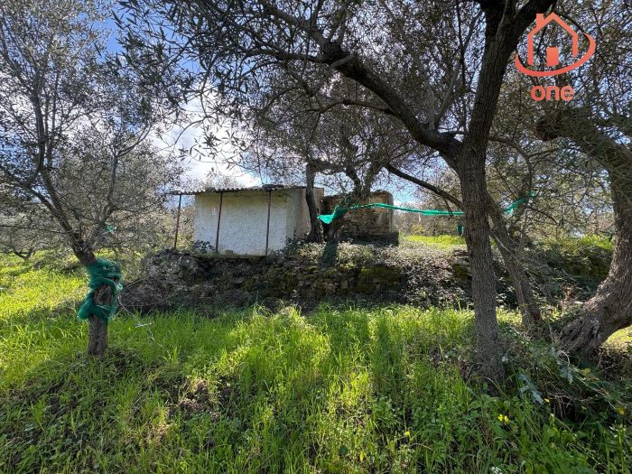 casale-con-terreno-panoramico-uliveto-vatolla-perdifumo (15)