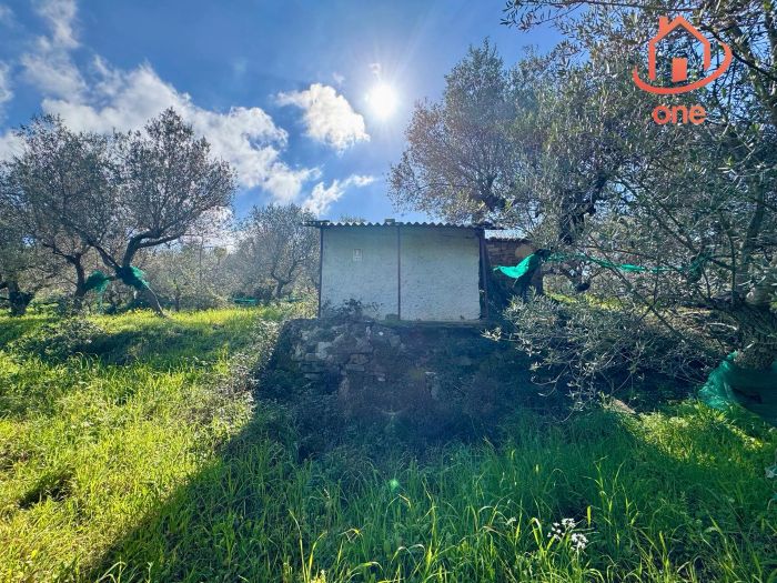casale-con-terreno-panoramico-uliveto-vatolla-perdifumo (16)