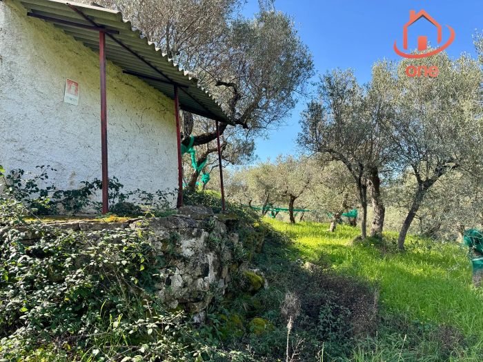 casale-con-terreno-panoramico-uliveto-vatolla-perdifumo (17)
