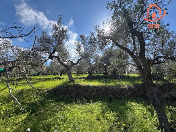 casale-con-terreno-panoramico-uliveto-vatolla-perdifumo (2)