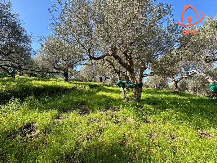 casale-con-terreno-panoramico-uliveto-vatolla-perdifumo (21)