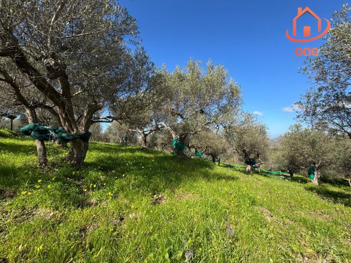 casale-con-terreno-panoramico-uliveto-vatolla-perdifumo (22)
