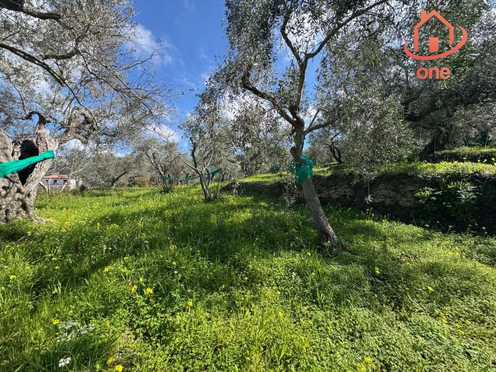 casale-con-terreno-panoramico-uliveto-vatolla-perdifumo (4)