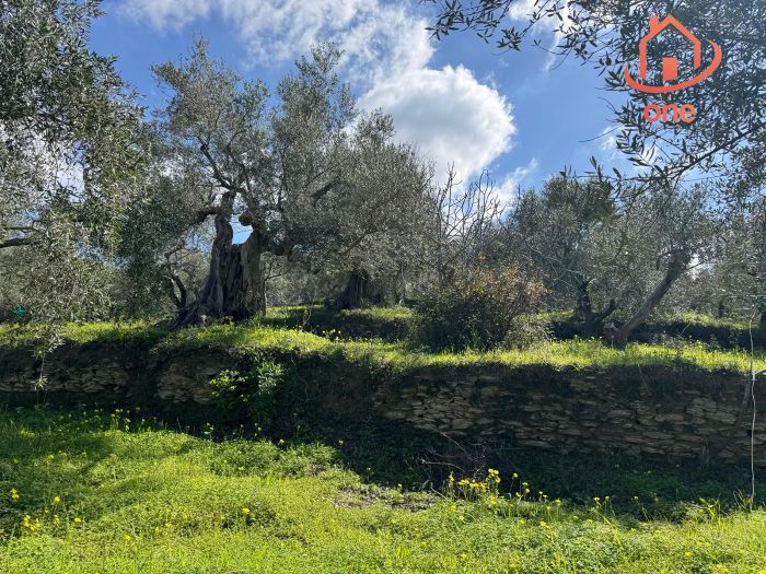 casale-con-terreno-panoramico-uliveto-vatolla-perdifumo (6)