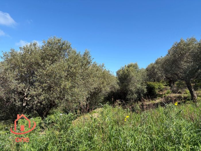 appartamento-panoramico-vista-mare-laureana-cilento-terreno-e-uliveto (14)