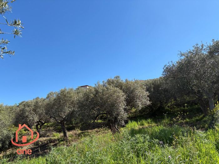 appartamento-panoramico-vista-mare-laureana-cilento-terreno-e-uliveto (16)