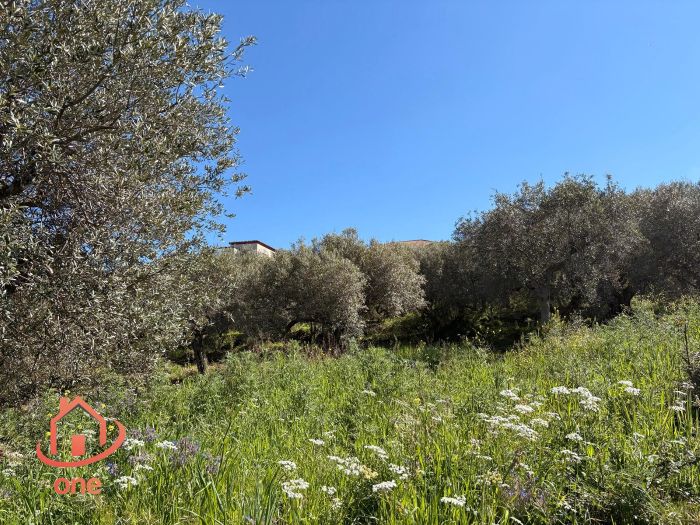 appartamento-panoramico-vista-mare-laureana-cilento-terreno-e-uliveto (17)