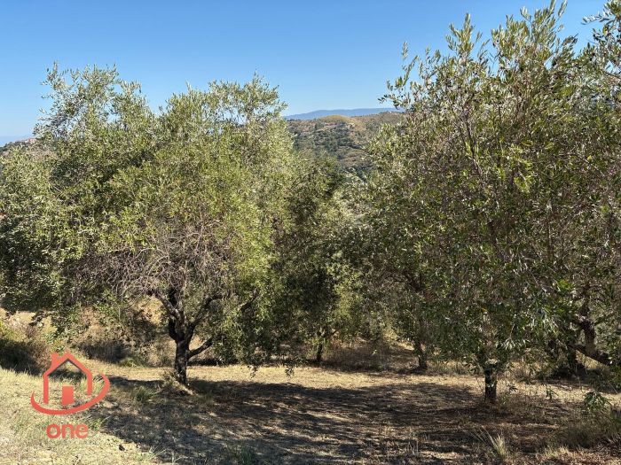 Grezzo-con-terreno-castellabate-perdoifumo (11)