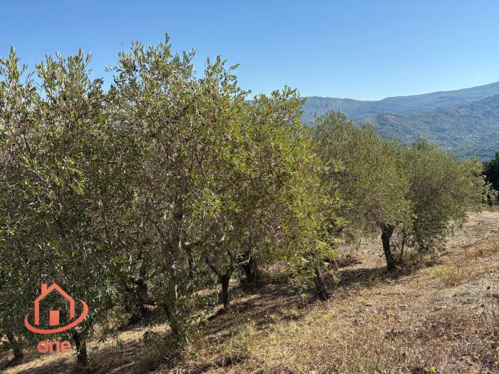 Grezzo-con-terreno-castellabate-perdoifumo (12)